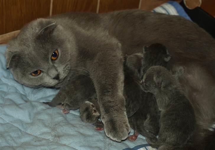 Scottish Fold Amber billede 11
