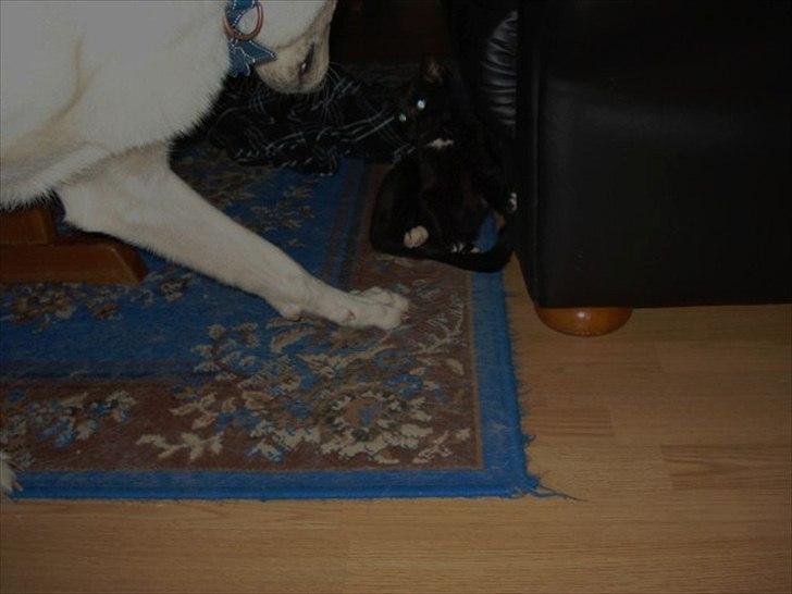 Blanding af racer Cirkeline billede 2