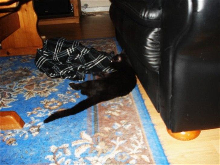 Blanding af racer Cirkeline billede 3