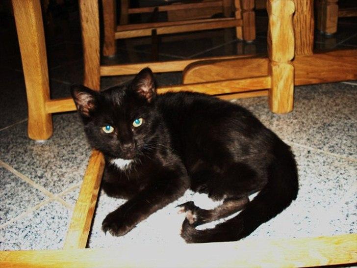 Blanding af racer Cirkeline billede 1