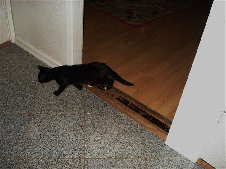 Blanding af racer Cirkeline billede 4