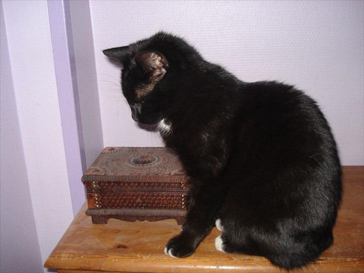 Blanding af racer Cirkeline billede 5