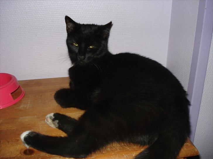 Blanding af racer Cirkeline billede 6