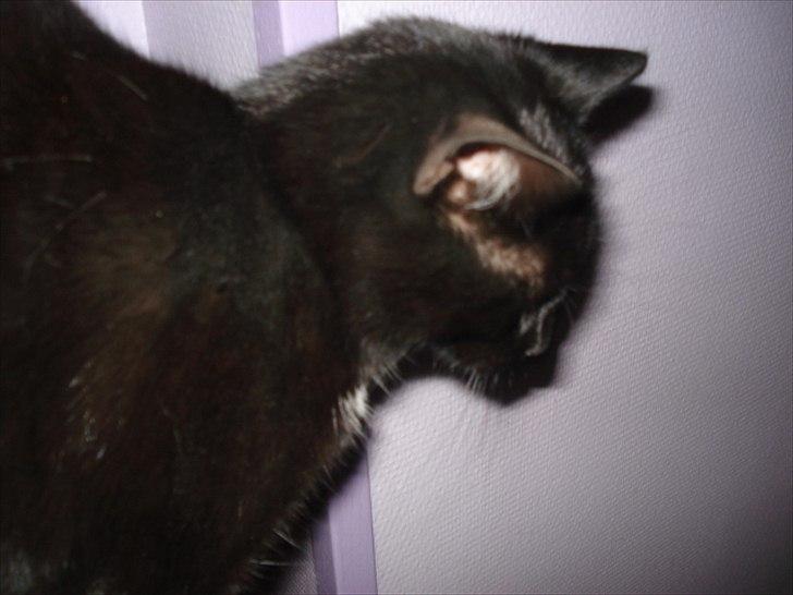 Blanding af racer Cirkeline billede 7