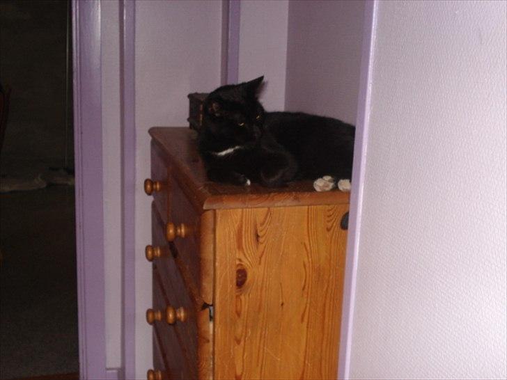 Blanding af racer Cirkeline billede 8