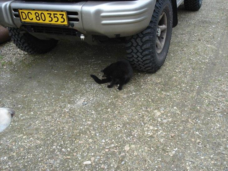 Blanding af racer Cirkeline billede 9