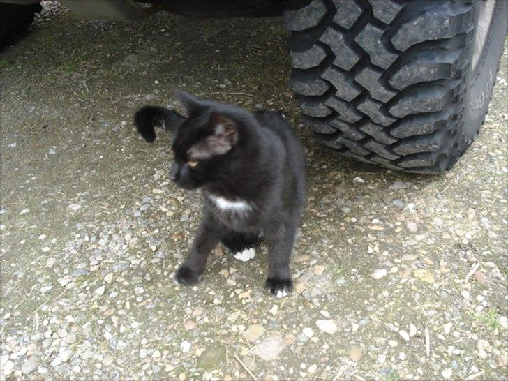 Blanding af racer Cirkeline billede 10