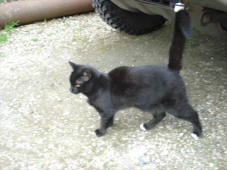 Blanding af racer Cirkeline billede 11