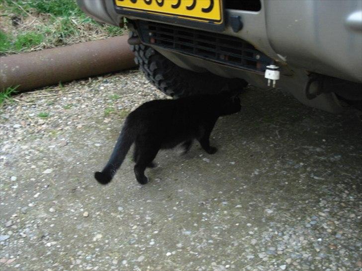 Blanding af racer Cirkeline billede 12