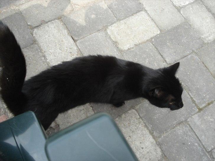 Blanding af racer Cirkeline billede 13