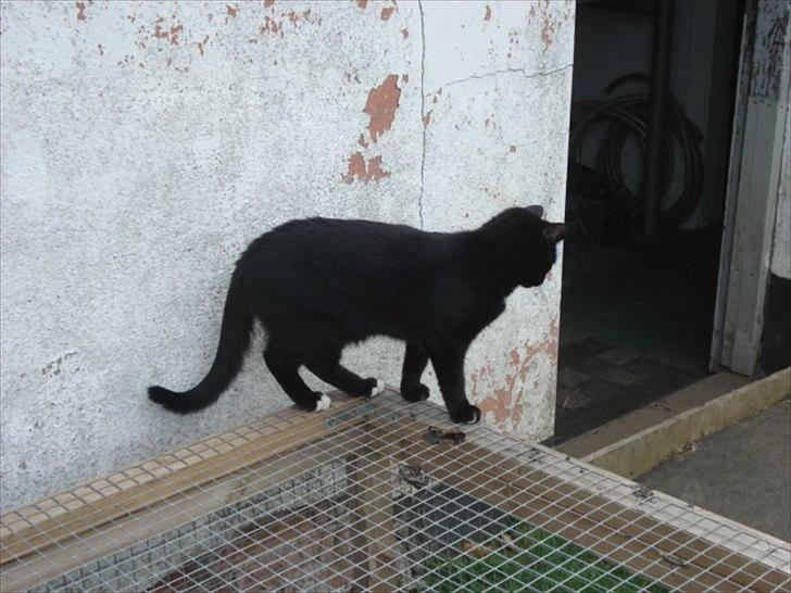 Blanding af racer Cirkeline billede 14