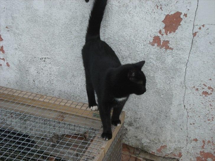 Blanding af racer Cirkeline billede 15