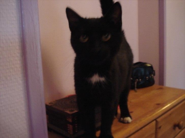 Blanding af racer Cirkeline billede 16