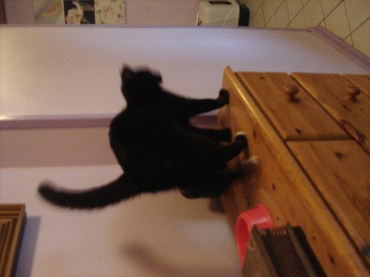 Blanding af racer Cirkeline billede 17