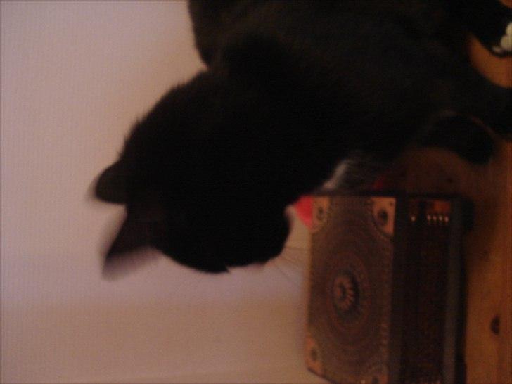 Blanding af racer Cirkeline billede 18