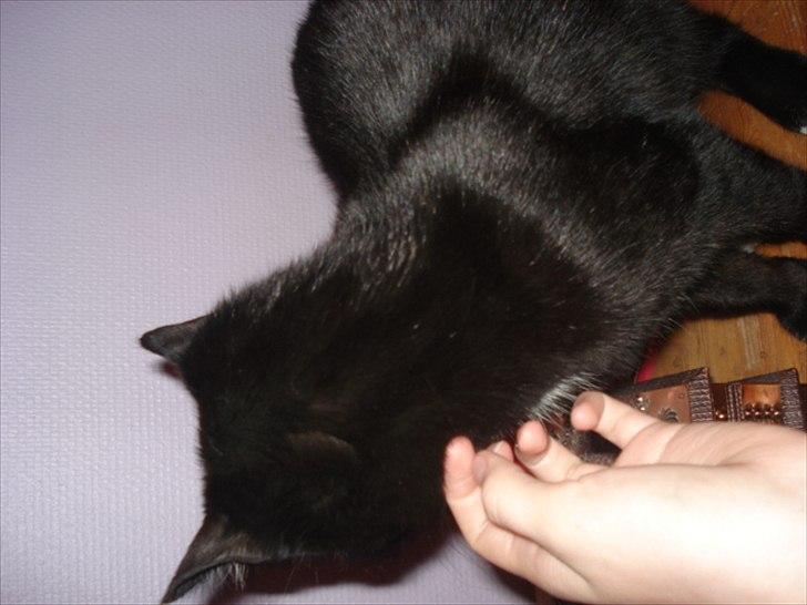 Blanding af racer Cirkeline billede 19