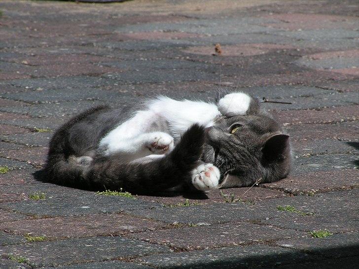 Blanding af racer Molly <3 Løbet væk billede 7