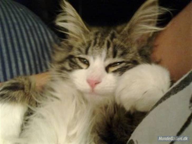 Blanding af racer /Maine Coon Fiona billede 1