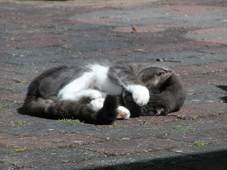 Blanding af racer Molly <3 Løbet væk billede 1