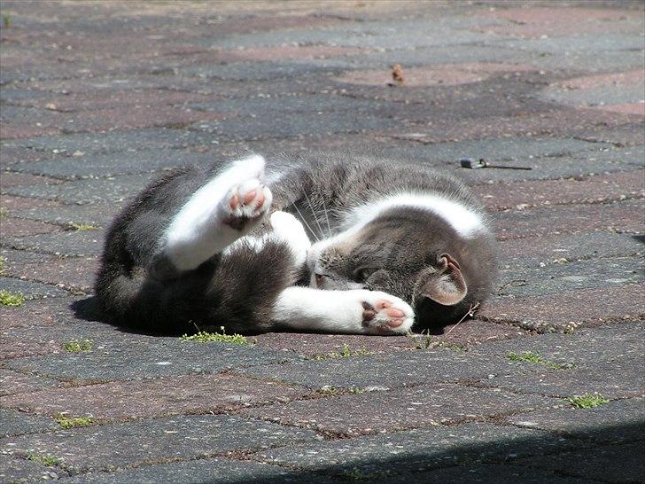 Blanding af racer Molly <3 Løbet væk billede 11