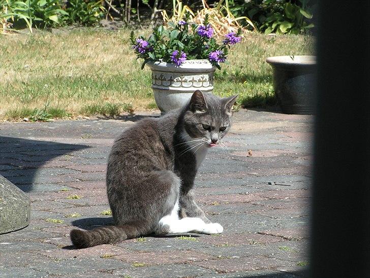 Blanding af racer Molly <3 Løbet væk billede 2