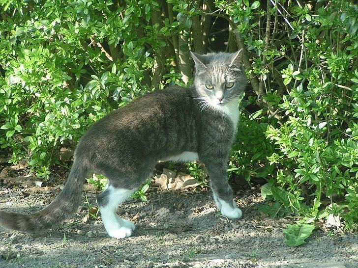 Blanding af racer Molly <3 Løbet væk billede 8