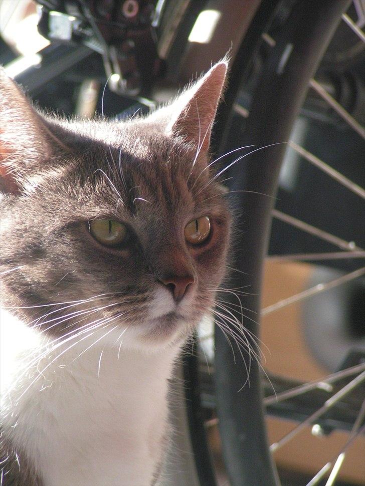 Blanding af racer Molly <3 Løbet væk billede 3