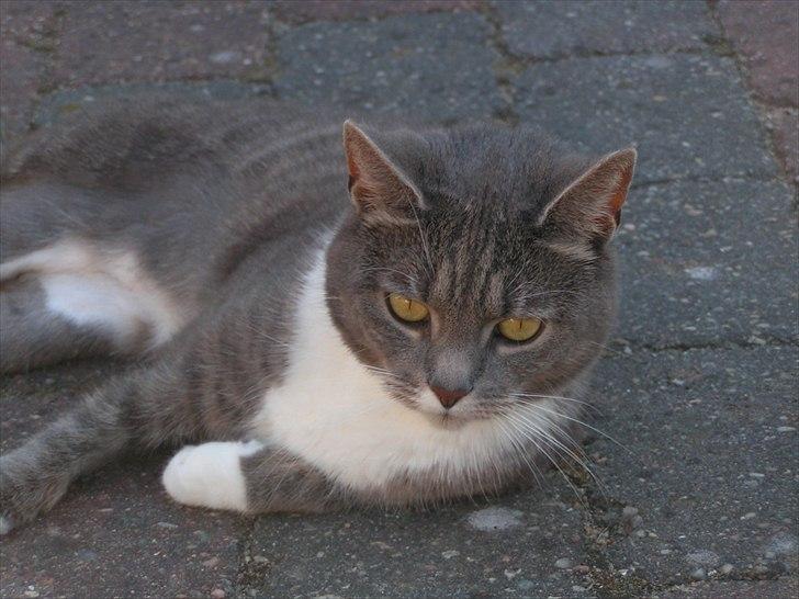 Blanding af racer Molly <3 Løbet væk billede 9