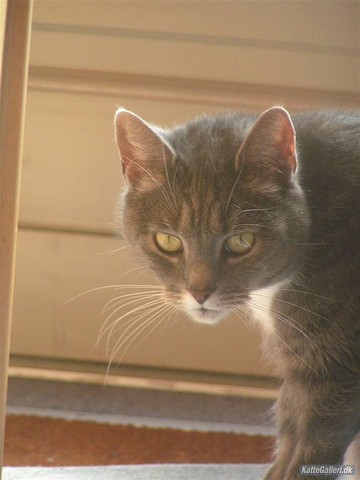 Blanding af racer Molly <3 Løbet væk billede 10