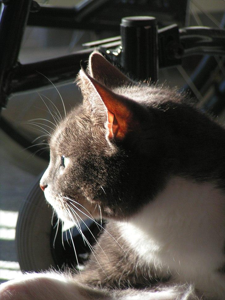 Blanding af racer Molly <3 Løbet væk billede 4