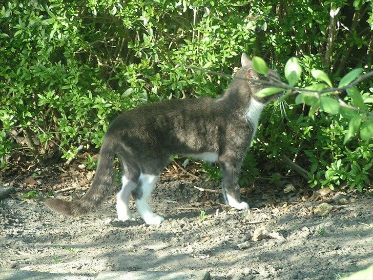 Blanding af racer Molly <3 Løbet væk billede 6