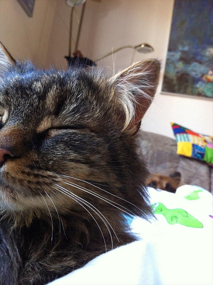 Maine Coon Ludo billede 1