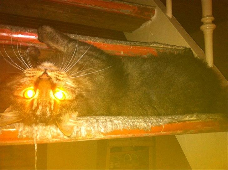 Maine Coon Ludo - BATMAN! billede 2