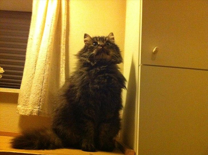 Maine Coon Ludo billede 3