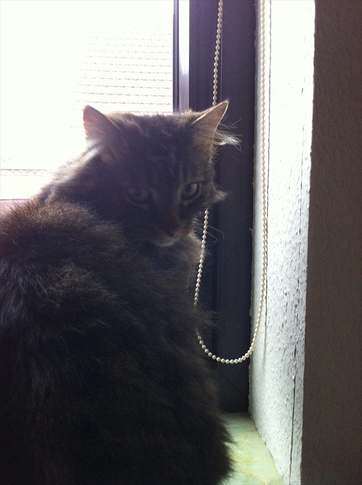 Maine Coon Ludo billede 4