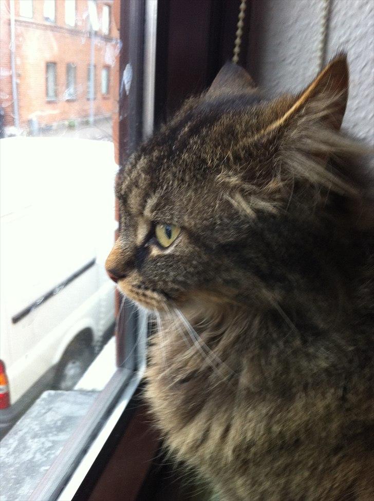 Maine Coon Ludo billede 5