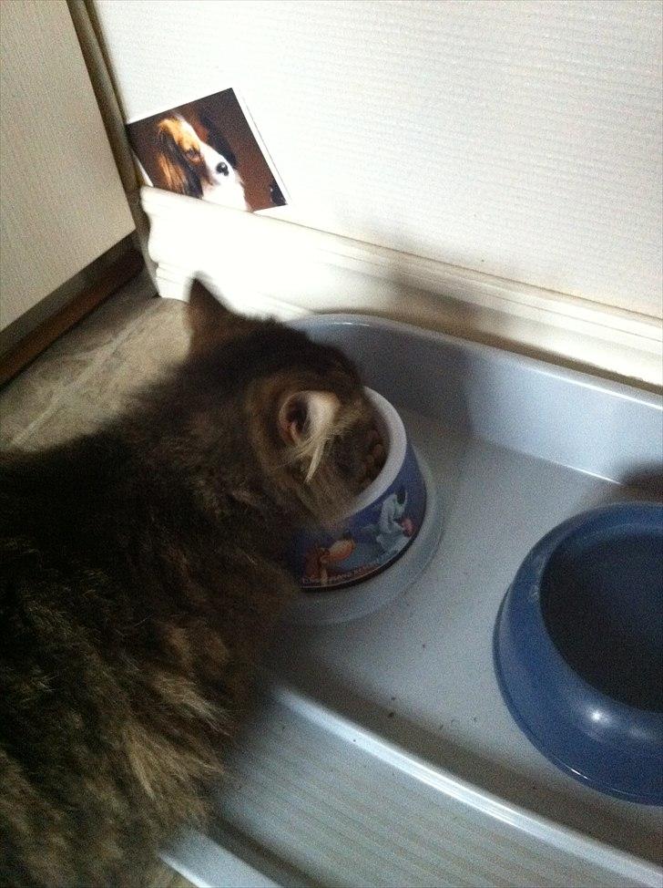 Maine Coon Ludo - hundes mad smager sørme godt;D billede 6