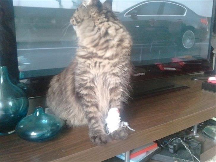 Maine Coon Marco billede 11