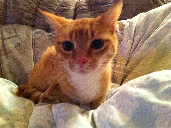 Europé Balu (R.I.P) - Balu i dynerne. billede 1