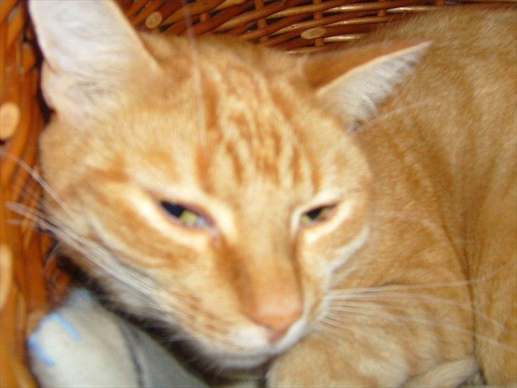 Europé Balu (R.I.P) - HMM. hvem sagde morfar? billede 2