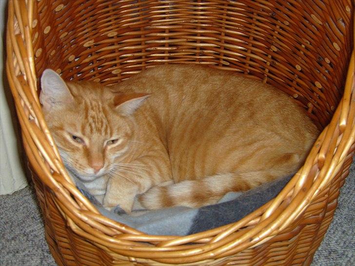 Europé Balu (R.I.P) - jeg prøver at sove! billede 3