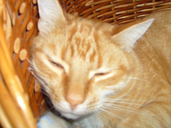 Europé Balu (R.I.P) - godnat. billede 4