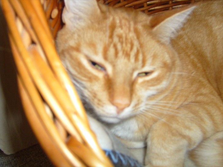 Europé Balu (R.I.P) - Davssss! zzzzzzzzzz billede 5