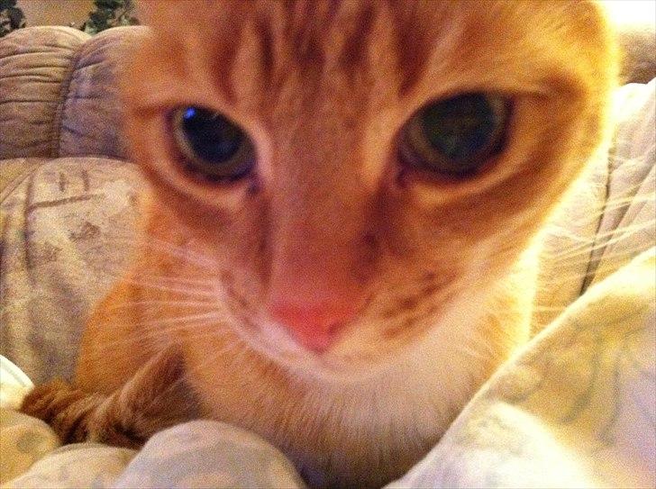 Europé Balu (R.I.P) - hej med dig! billede 6