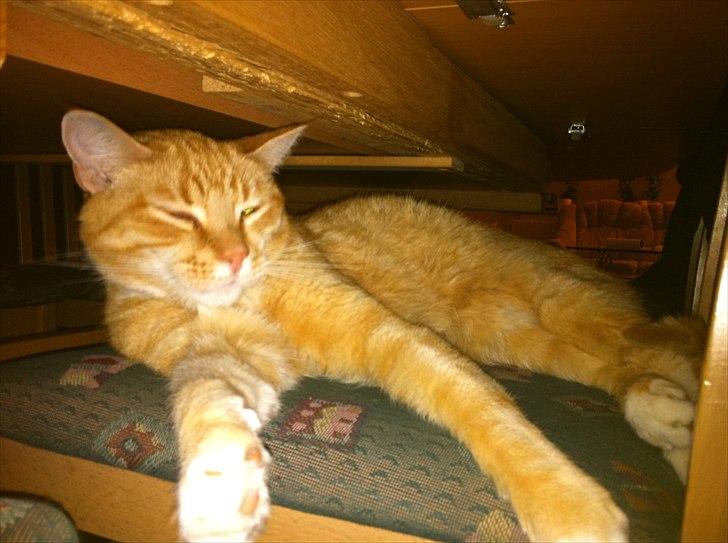 Europé Balu (R.I.P) - balu under bordet. billede 7