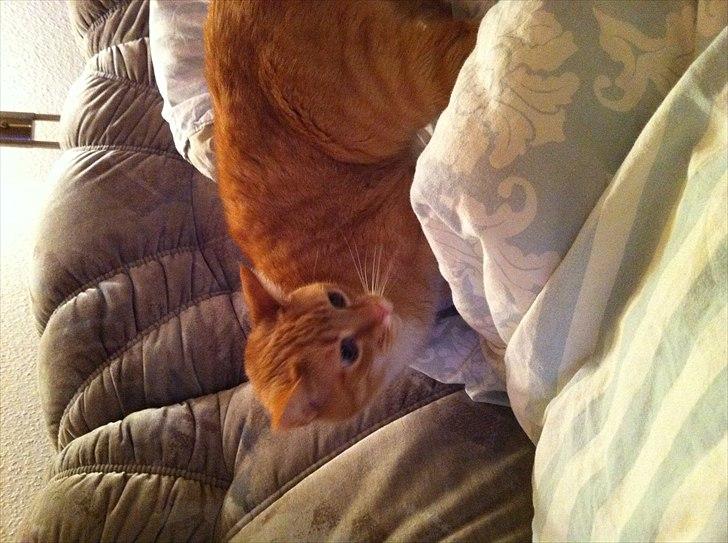 Europé Balu (R.I.P) - ja billedet vil altså ikke vende det må i undskylde billede 8