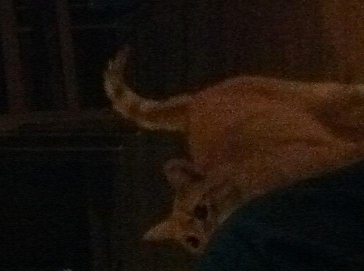 Europé Balu (R.I.P) - det her billede vil heller ikke vende. sorry. billede 9