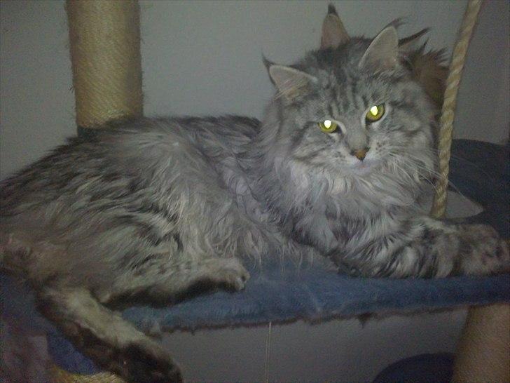Maine Coon Dolce billede 1