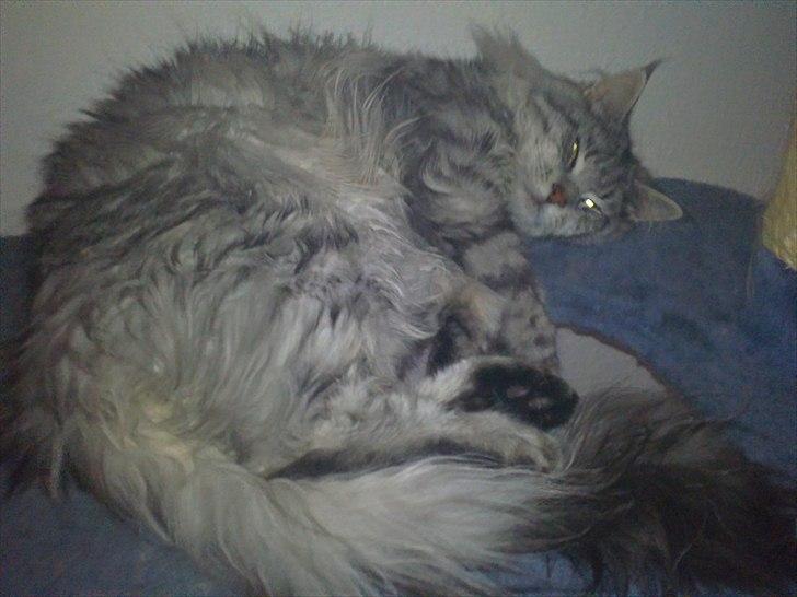 Maine Coon Dolce - Godnat mor. Vær sød at gå væk med det kamara!!  billede 2