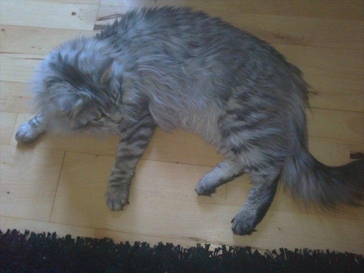 Maine Coon Dolce billede 3
